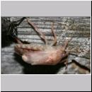 Rhaphigaster nebulosa - Graue Feldwanze - Wanzenschupf 01c.jpg